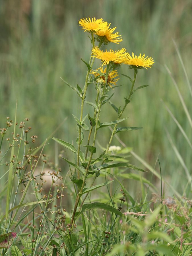 Oosterse alant (Inula orientalis)