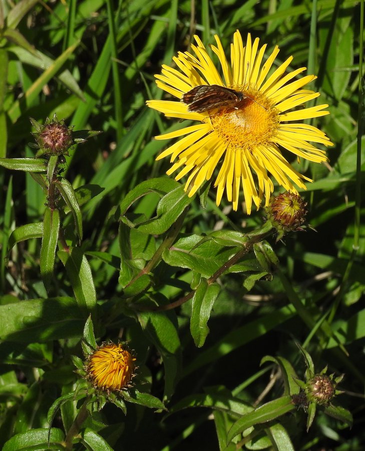 Wilgallant (Inula salicina)