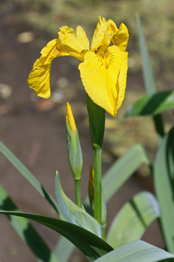 Gele lis (Iris pseudacorus)