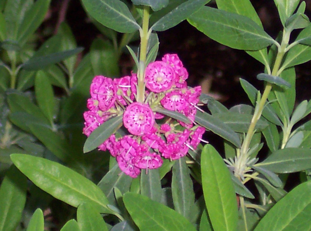 - (Kalmia angustifolia)