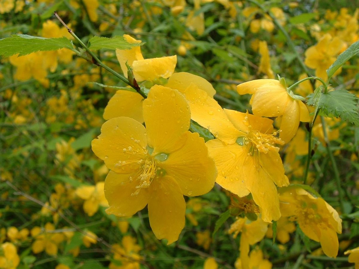Ranonkelstruik / Kerriestruik (Kerria japonica)