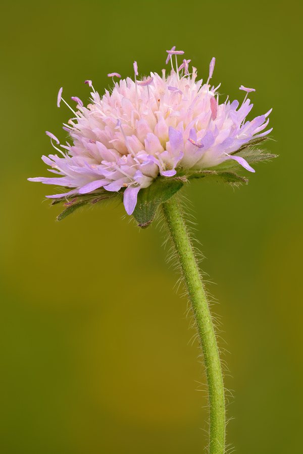 Beemdkroon (Knautia arvensis)