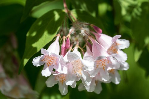 Koninginnestruik (Kolkwitzia amabilis)