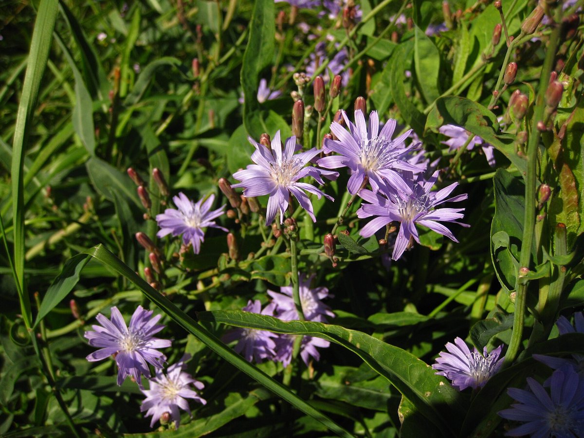 Strandsla (Lactuca tatarica)