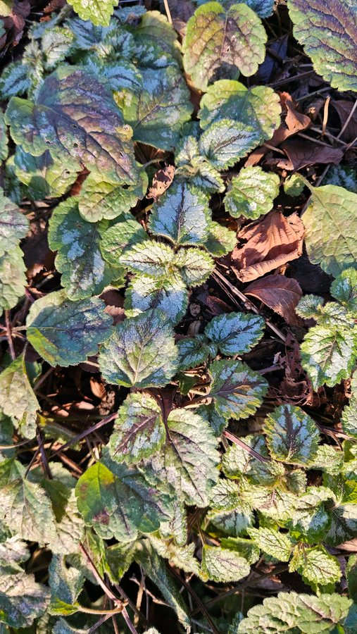 Bonte gele dovenetel (Lamiastrum galeobdolon ssp. argentatum)