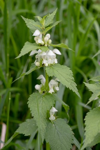 Witte dovenetel (Lamium album)
