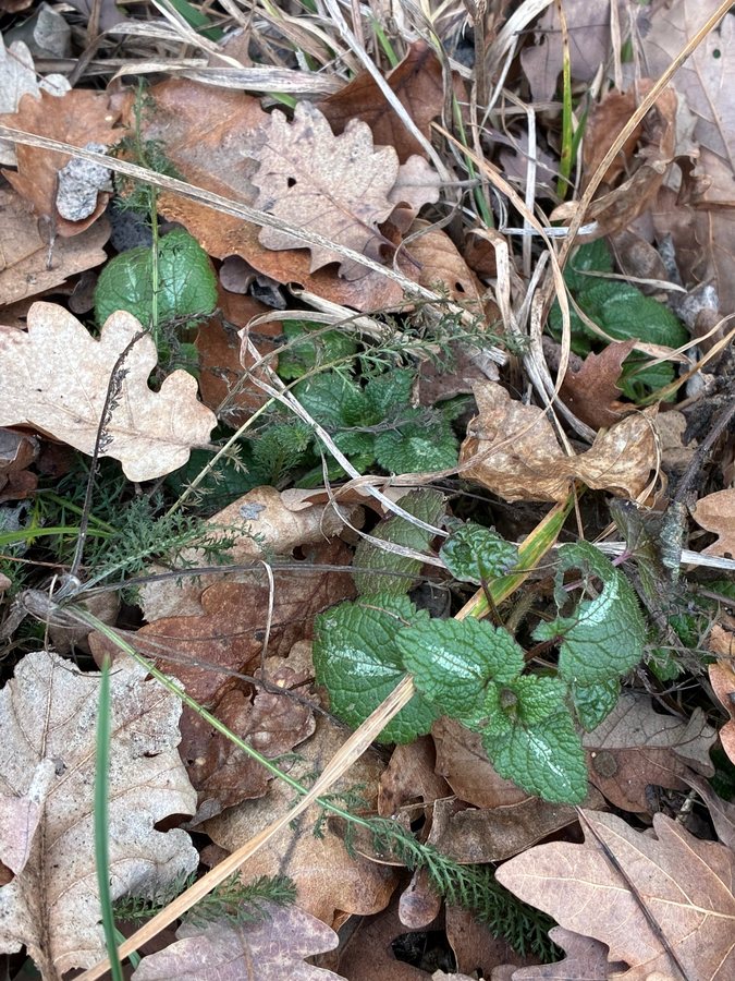 Gestreepte dovenetel (Lamium maculatum cv. var.)