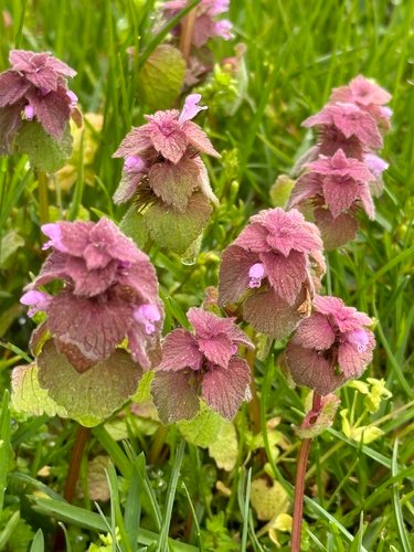 Paarse dovenetel (Lamium purpureum)