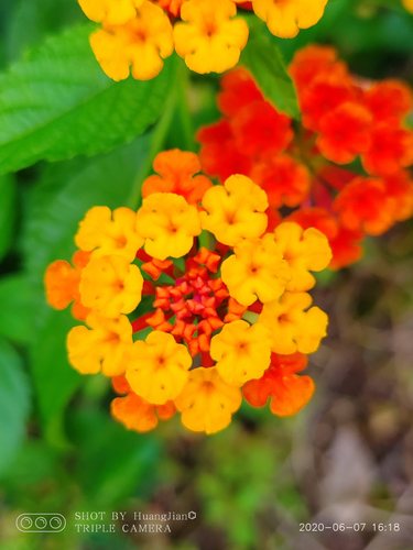 Wisselbloem (Lantana camara)