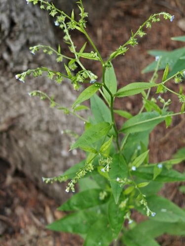 Stekelzaad (Lappula deflexa)