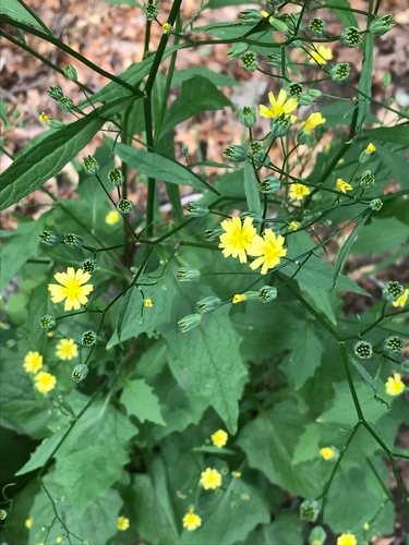 Akkerkool (Lapsana communis)