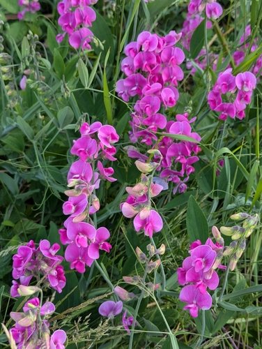 Brede lathyrus (Lathyrus latifolius)