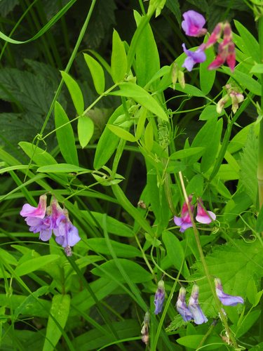 Moeraslathyrus (Lathyrus palustris)