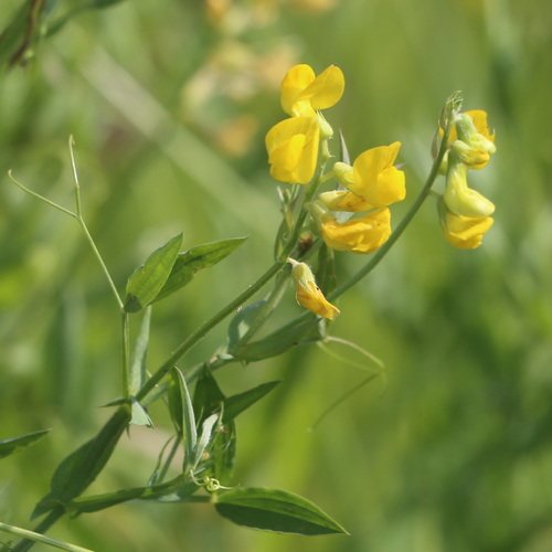 Veldlathyrus (Lathyrus pratensis)