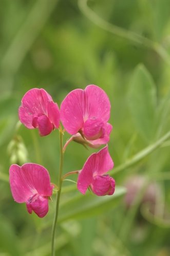 Aardaker (Lathyrus tuberosus)