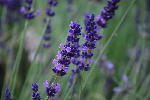 Lavendel (geslachtsnaam) (Lavandula)