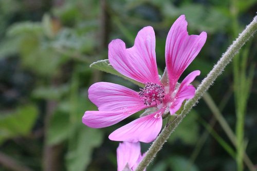 Struikmalva (Lavatera olbia)