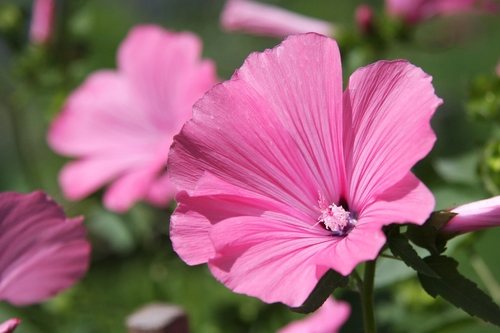 Bekermalva (Lavatera trimestris)