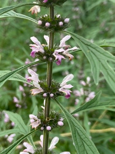 Siberisch Hartgespan / Marihuanilla / Kleine marihuana (Leonurus sibiricus)
