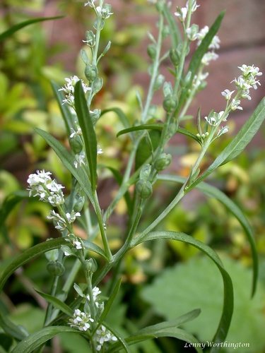 Tuinkers (Lepidium sativum)