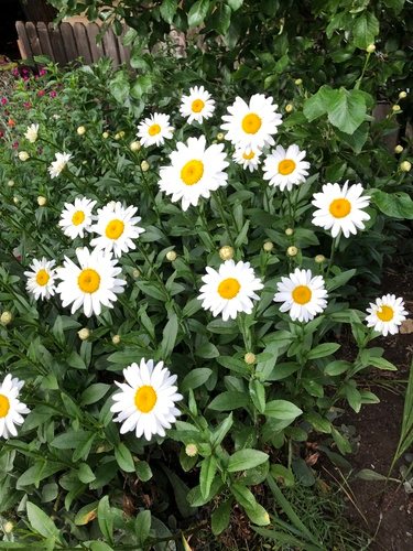Reuzenmargriet (Leucanthemum maximum)