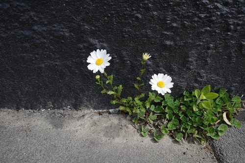 Kleine margriet (Leucanthemum paludosum)