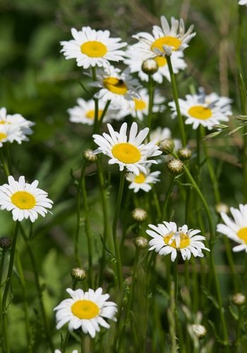 Gewone margriet (Leucanthemum vulgare)