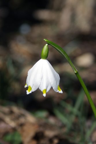 Lenteklokje (Leucojum vernum)