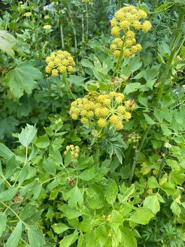 Lavas (Levisticum officinale)