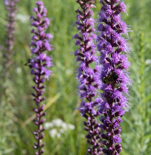 Lampenpoetser / Prachtkaars (Liatris spicata)