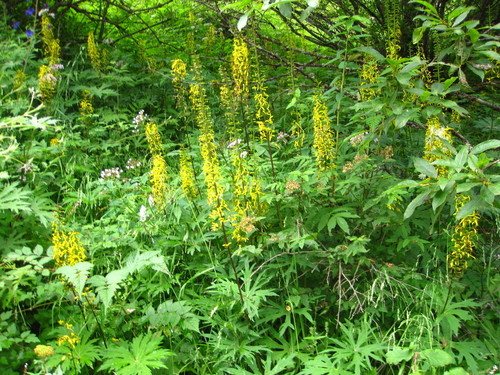 Tongkruiskruid (Ligularia przewalskii)