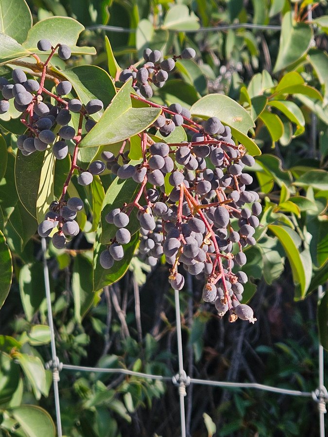 Glimmende liguster (Ligustrum lucidem)