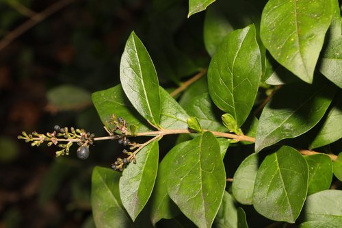 Haagliguster (Ligustrum ovalifolium)