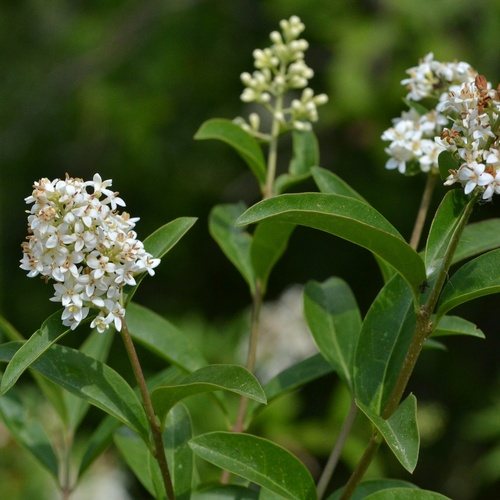 Wilde liguster (Ligustrum vulgare)
