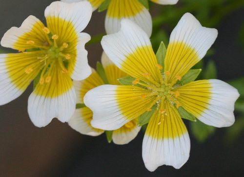 Geelwitte moerasbloem / Spiegeleitjes (Limnanthes douglasii)