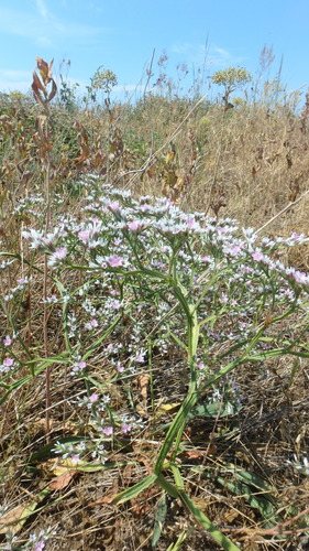 Zeelavendel / Lamsoor / Statice (Limonium latifolium)