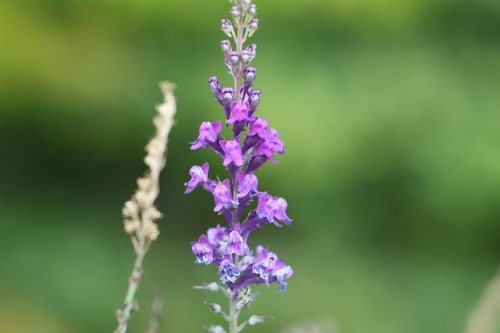 Paarse leeuwenbek (Linaria purpurea)