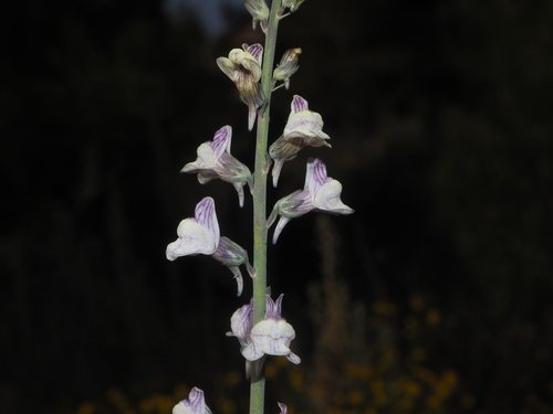 Gestreepte leeuwenbek (Linaria repens)