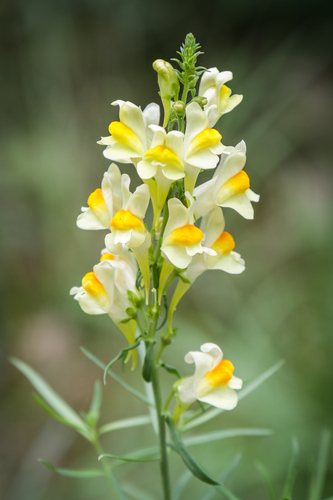 Vlasbekje (Linaria vulgaris)