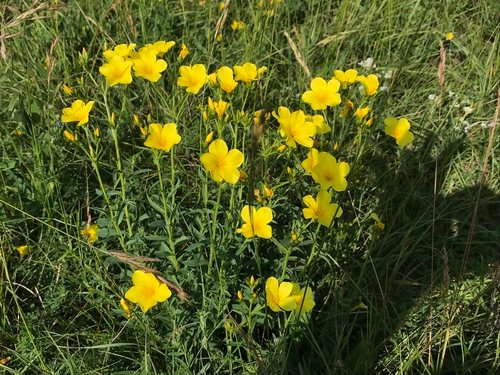Geel vlas (Linum flavum)