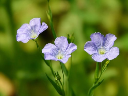 Vlas (Linum usitatissimum)