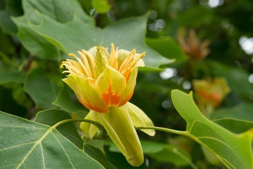 Tulpenboom (Liriodendron tulipifera)