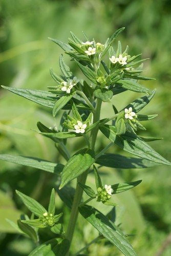 Glad parelzaad (Lithospermum officinale)