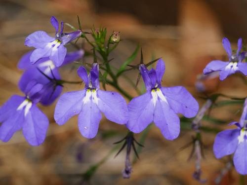 Tuinlobelia (Lobelia erinus)
