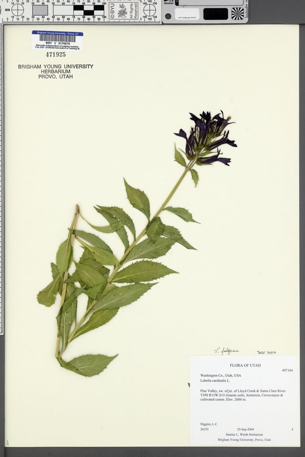Lobelia (Lobelia fulgens)