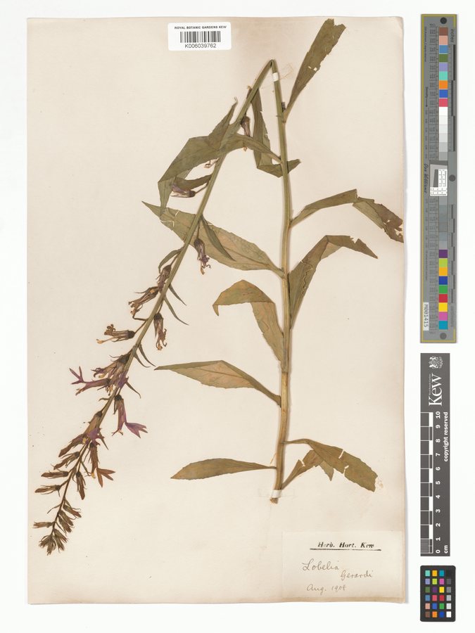 Lobelia (Lobelia x gerardii)