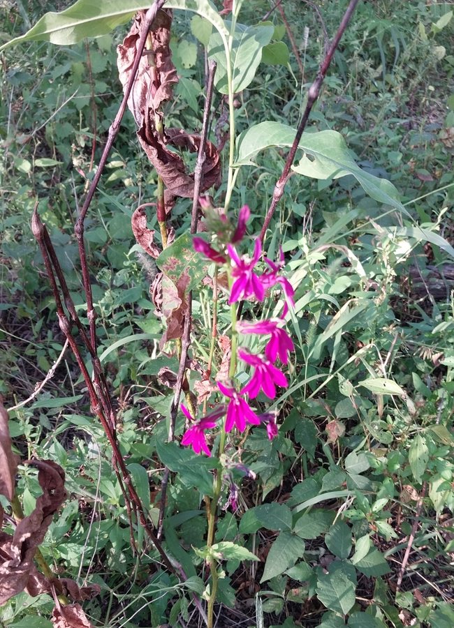 Lobelia (Lobelia x speciosa)