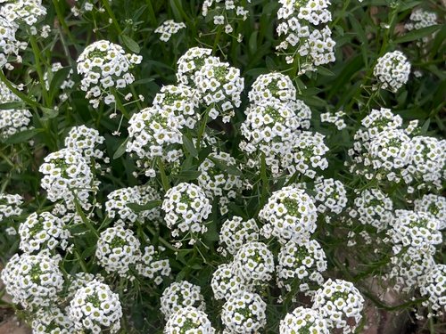 Zilverschildzaad (Lobularia maritima)
