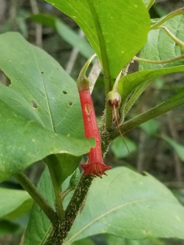 Lochroma (Lochroma coccineum)