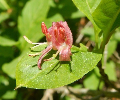 Alpenkamperfoelie (Lonicera alpigena)